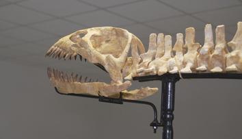 V Česku je k vidění kostra vzácného dinosaura. Sběratel ji dovezl až ze Sahary