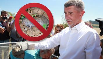 Česko vyhlásilo válku hrabošům: Štáb zasedl, zemřou i jiná zvířata