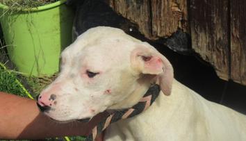 Chovatelce z jižních Čech veterináři vzali 21 dog. Byly v hrozném stavu