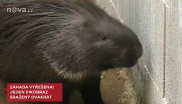 Toulavou dikobrazici srazilo dvakrát auto! Najít ji pomohla Nova