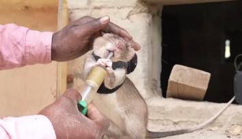 V Tanzanii využívají krysy neobvykle. Hlodavci zachránili desítky životů