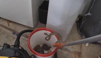 Muže vyděsil chřestýš v garáži. To ještě netušil, že jich tam je dvacet