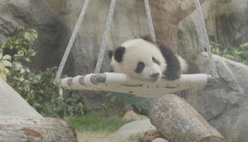 Hongkong zachvátila pandí horečka. Na nová mláďata se před zoo stály fronty