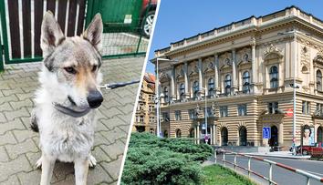 PŘEHLED: Stát prodává zajímavé domy. Získat ale můžete dokonce i psa