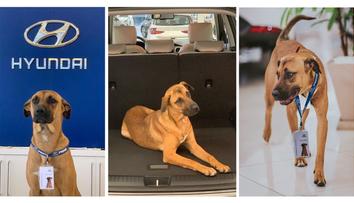 Do salonu Hyundai přijali toulavého psa. Prodává auta a je z něj hvězda