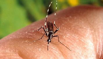 Změny klimatu nahrávají viru zika! Může se rozšířit do Evropy