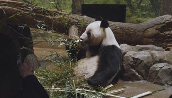 Čína stahuje dvojici pand z tokijské zoo. Rozhodnutí rozlítostnilo tisíce Japonců
