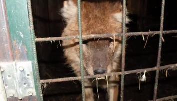Tygr na prodej! Muž chtěl vlastní zoo, nevyšlo to. Zvířata teď živoří