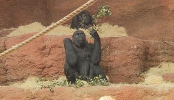 V pražské zoo čekají nový přírůstek. Gorila Moja bude mít vnouče