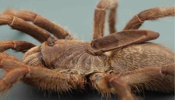 Vědci objevili "jednorožce". Nový druh tarantule má na zádech roh