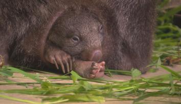 Je to holčička! V pražské zoo se narodilo první mládě vombata