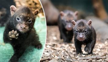 Pražská zoo představila další chloubu – štěňata psů pralesních
