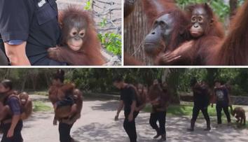 KOŘENÍ: Šance pro orangutany, které nestihly zabít palmové plantáže
