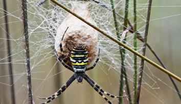 Jak z filmu Arachnofobie! Obří jedovatí pavouci zaplavili americká města