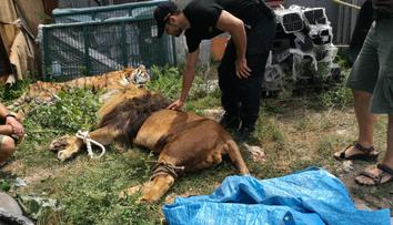 Útěk lva a 2 tygrů má dohru! Policie zahájila trestní řízení