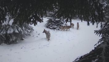 Vlk Bubla našel svoji smečku! Není ale jisté, že ho ostatní přijmou
