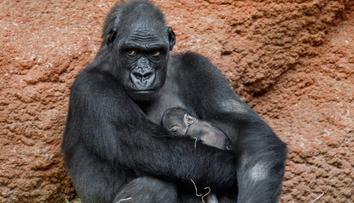 V pražské zoo se narodilo další gorilátko. Letos už druhé se stejným otcem