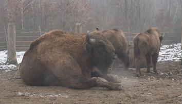 Olomoucká zoo zachraňuje zubry. Dvanáct z nich teď vypustila do volné přírody
