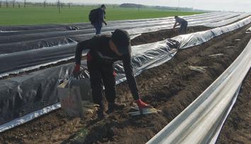 Začala sklizeň chřestu. Farmáře ale trápí sucho nebo divočáci