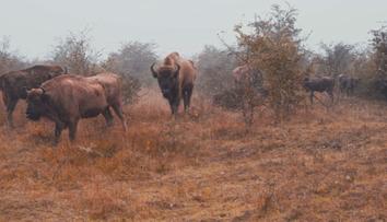 V Česku vzniká unikátní rezervace. Na 130 hektarech budou žít divoké koně a zubři