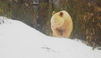 Nejspíš jediná svého druhu na světě! Čína se chlubí bílou pandou