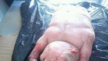 Je to ovce, nebo člověk?! Vesničany vyděsil jehněčí mutant