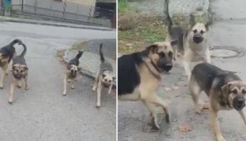 Lidé z obce u Prahy žijí ve strachu! Na ženu zaútočila psí smečka. VIDEO