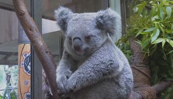 Koaly má chránit národní park v Sydney. Mohou přijít o domov, bojí se odborníci