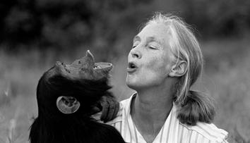 Zemřela Jane Goodallová (†91). Světoznámá vědkyně zasvětila život šimpanzům