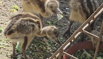 Jihlavská zoo slaví, narodilo se tam pět mláďat nandu pampových