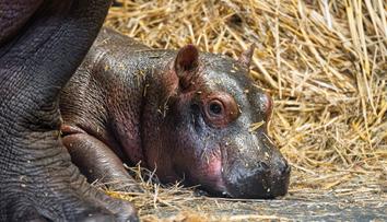 Zoo Dvůr Králové hlásí dva vzácné přírůstky. Hrocha a kriticky ohroženou žirafu