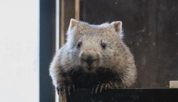 Vombatí sameček Cooper se dočkal. Do zoo mu dorazila nová partnerka