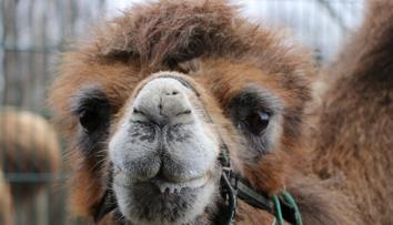 Smutek v plzeňské zoo. Uhynula známá velbloudice Josefína
