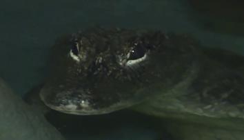 Jihlavská ZOO si k Vánocům nadělila vzácného aligátora
