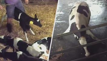 VIDEO: Skryté kamery natočily otřesné záběry týrání zvířat na českých farmách