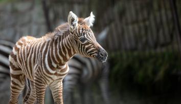 Zoo ve Dvoře Králové má roztomilý přírůstek. Narodila se tam nejvzácnější zebra