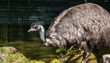 Česká minizoo šokovala veřejnost. Návštěvníci si jako suvenýr odnesli vejce emu