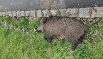 Neznámý pachatel zastřelil šípem bachyni v Mostě. Hrozí mu dva roky
