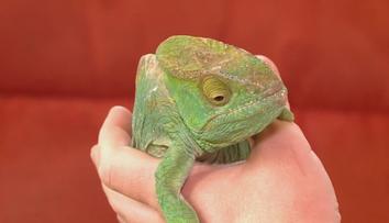 V Pardubicích někdo vyhodil na ulici chameleony. Zvířata málem umrzla