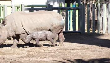 Vzácný přírůstek v Chile. Tamní zoo ukázala mládě nosorožce bílého