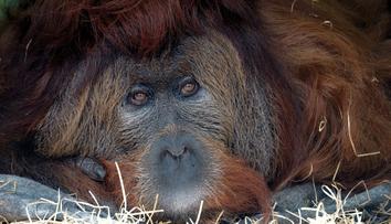 Ústecká zoo v slzách. Zemřel orangutan Ferda, nejstarší samec v Evropě