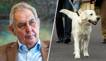 Zemřel prezidentský pes Darcy. Žena proplakala několik dnů, svěřil se Zeman
