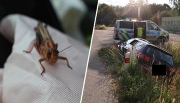Na řidiče za jízdy zaútočila sarančata. Vystrašený strhl volant a havaroval