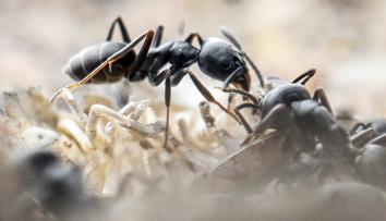 Střední Evropou se rychle šíří agresivní mravenci. Nedokážeme se jich zbavit, říká odborník