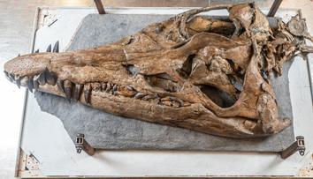 Z útesů se vynořila děsivá mořská příšera. Připomíná podvodního T-rexe