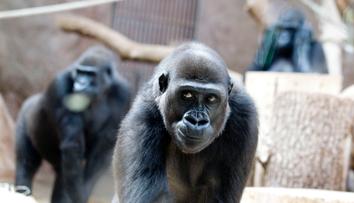 Moja slaví deváté narozeniny! Jak se jí daří ve španělské zoo?