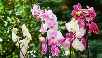V pražské botanické zahradě začne výstava orchidejí s názvem Cesty objevitelů