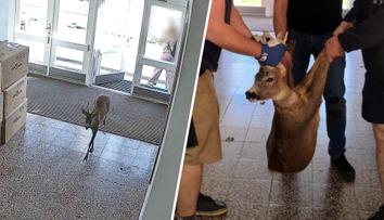 VIDEO: Studentka gymnázia otevřela dveře. Do školy nečekaně vtrhnul srnec