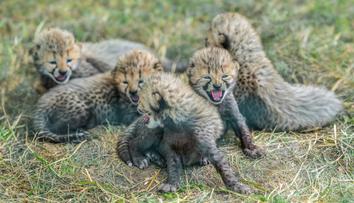 V pražské zoo se narodilo pět gepardích mláďat. Jsou v kritickém období