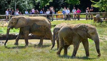 Zlínská zoo truchlí. Slonice nepřežila náročnou operaci